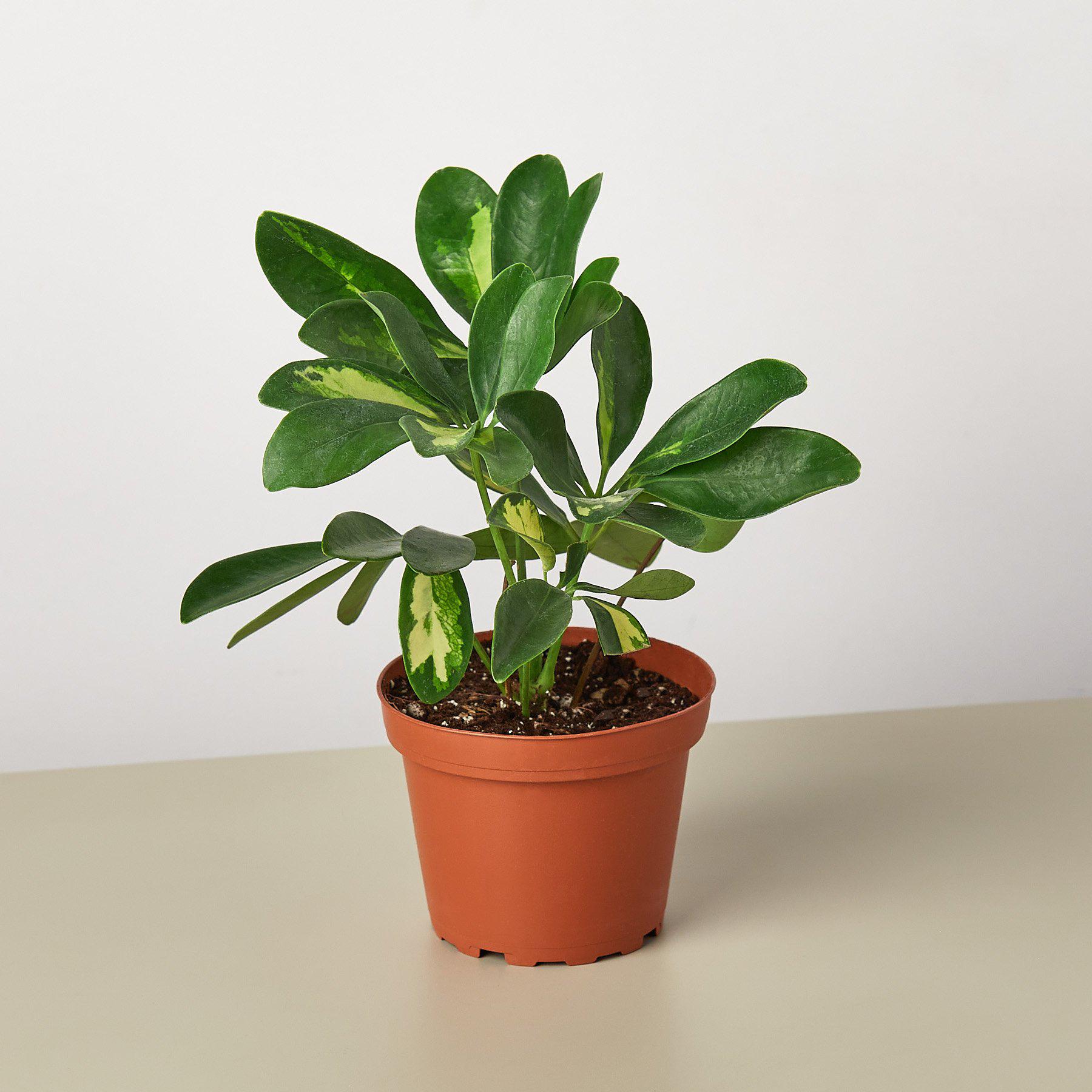 Schefflera 'Variegated' 4" Pot