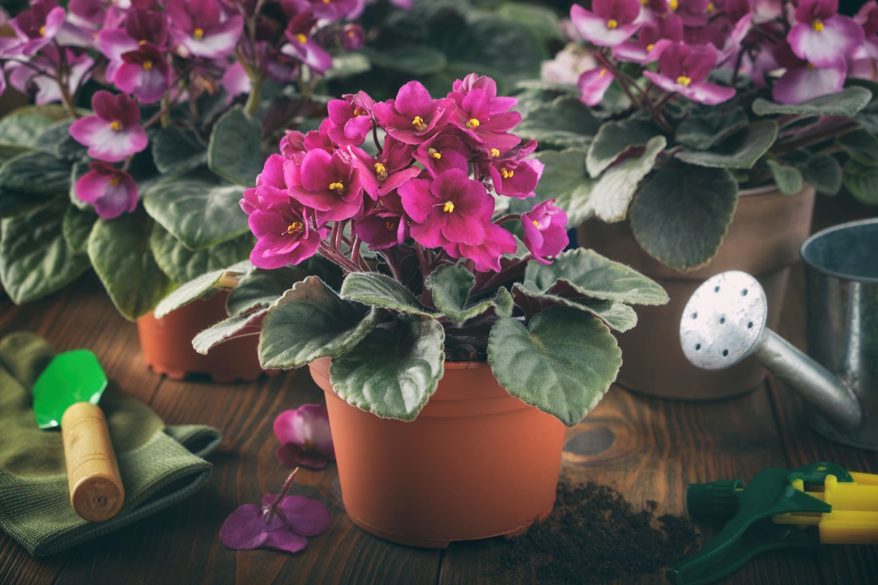 A vibrant pink African violet plant in a nursery pot. The plant is surrounded by various gardening supplies, including a watering can, soil, trowel, and sprayer. Other African violet plants are also present, with their petals fading from pink to white. There is soil and petals scattered around the objects.