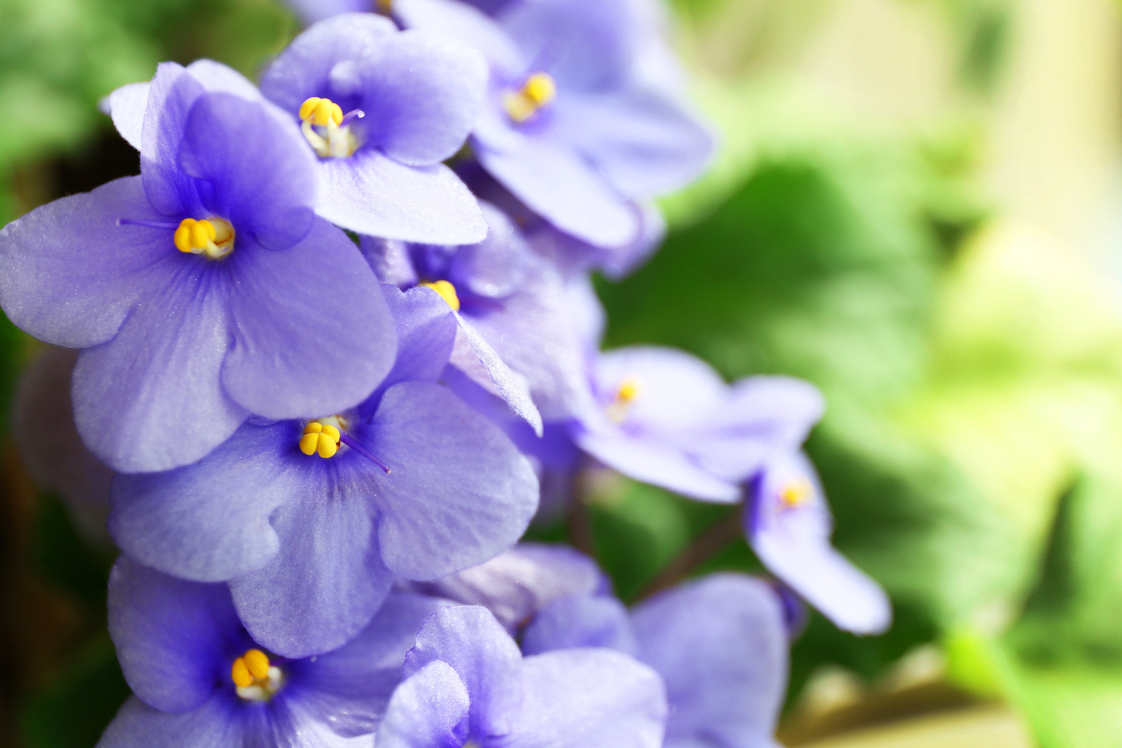 A close-up of light-colored African violet petals with yellow anthers. The petals are being illuminated by sunshine, creating a bright and vibrant appearance.