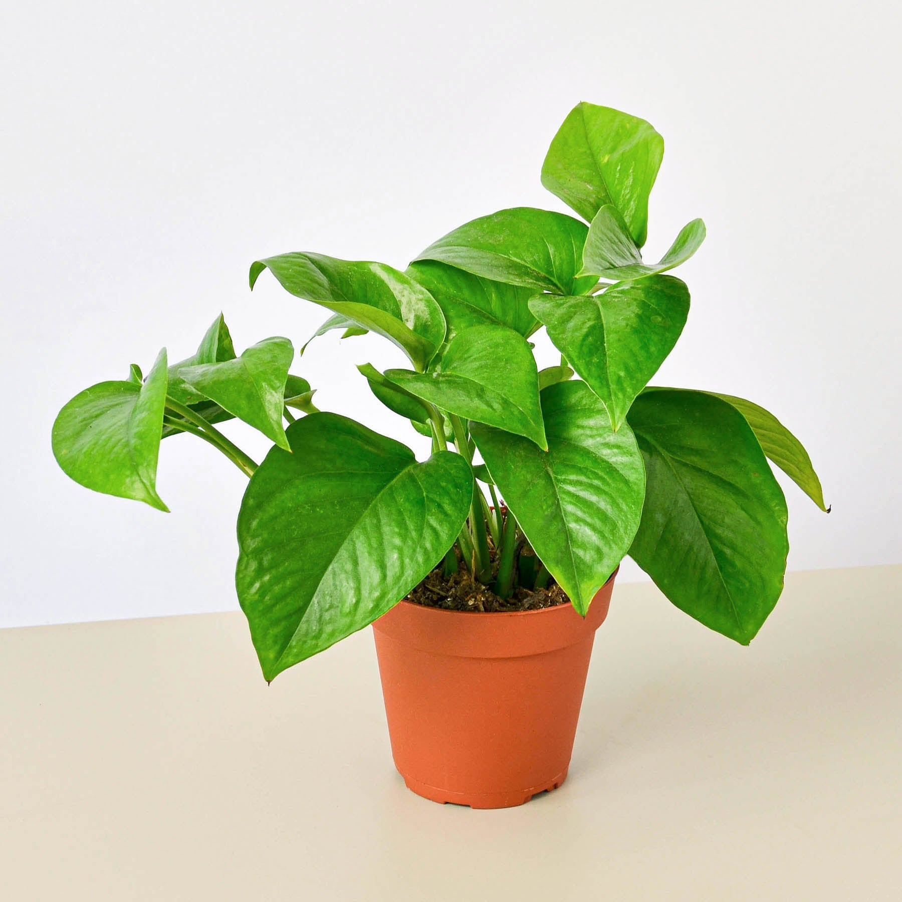 pure green pothos Pothos 'Green Queen' 4" Pot