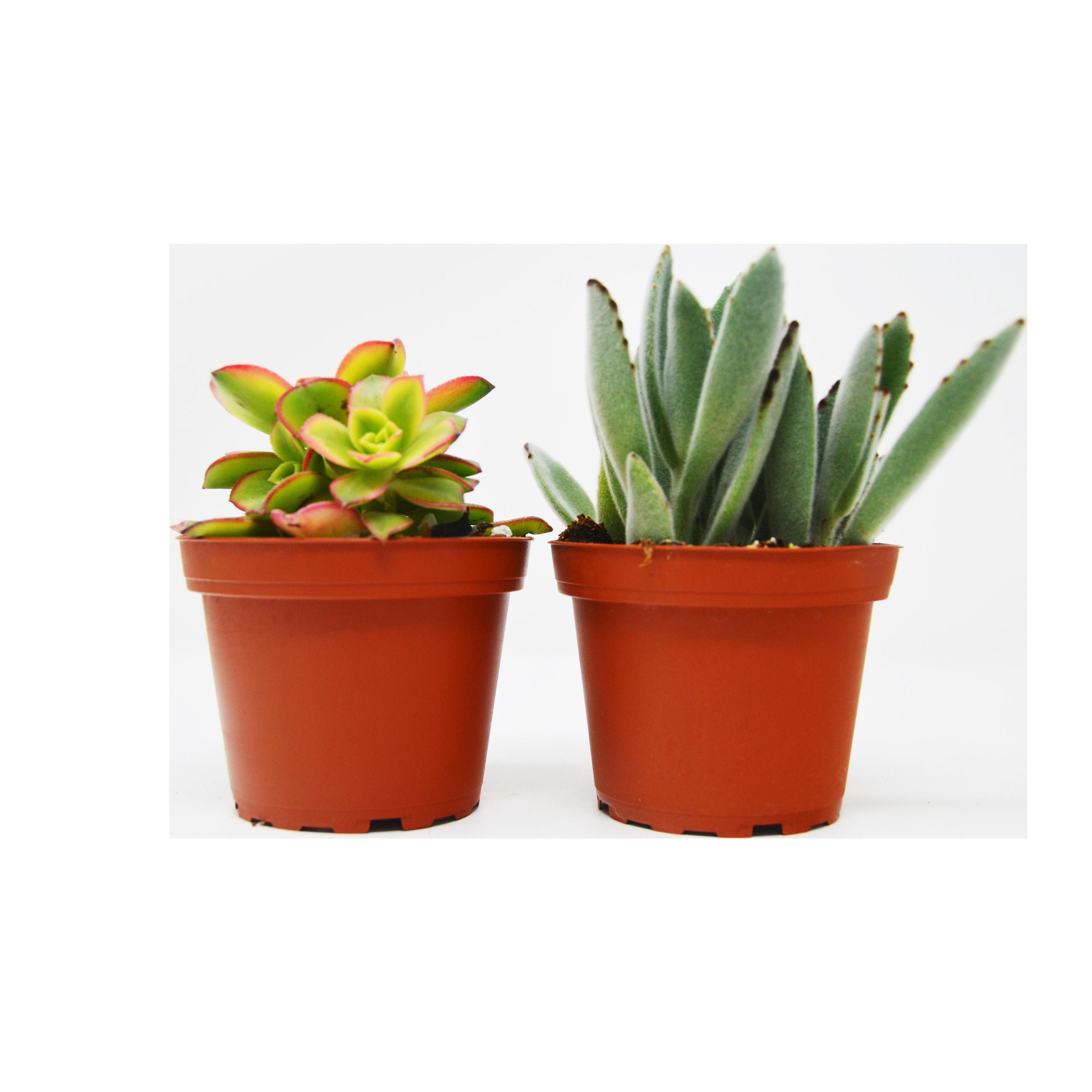 2 Succulent Variety Pack / 4