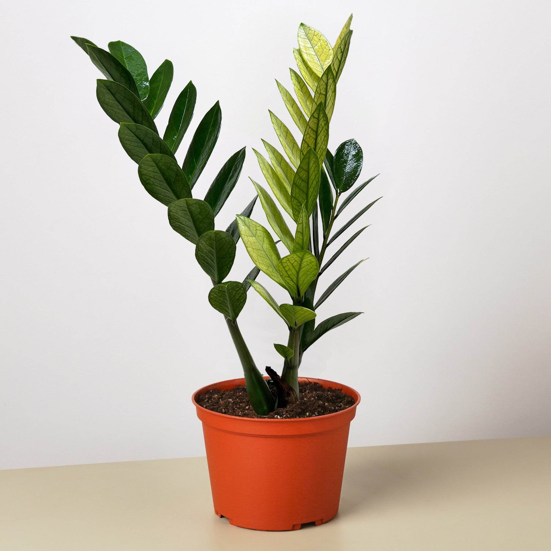 Zamioculcas 'Chameleon' – Happy Roots Supply Co.
