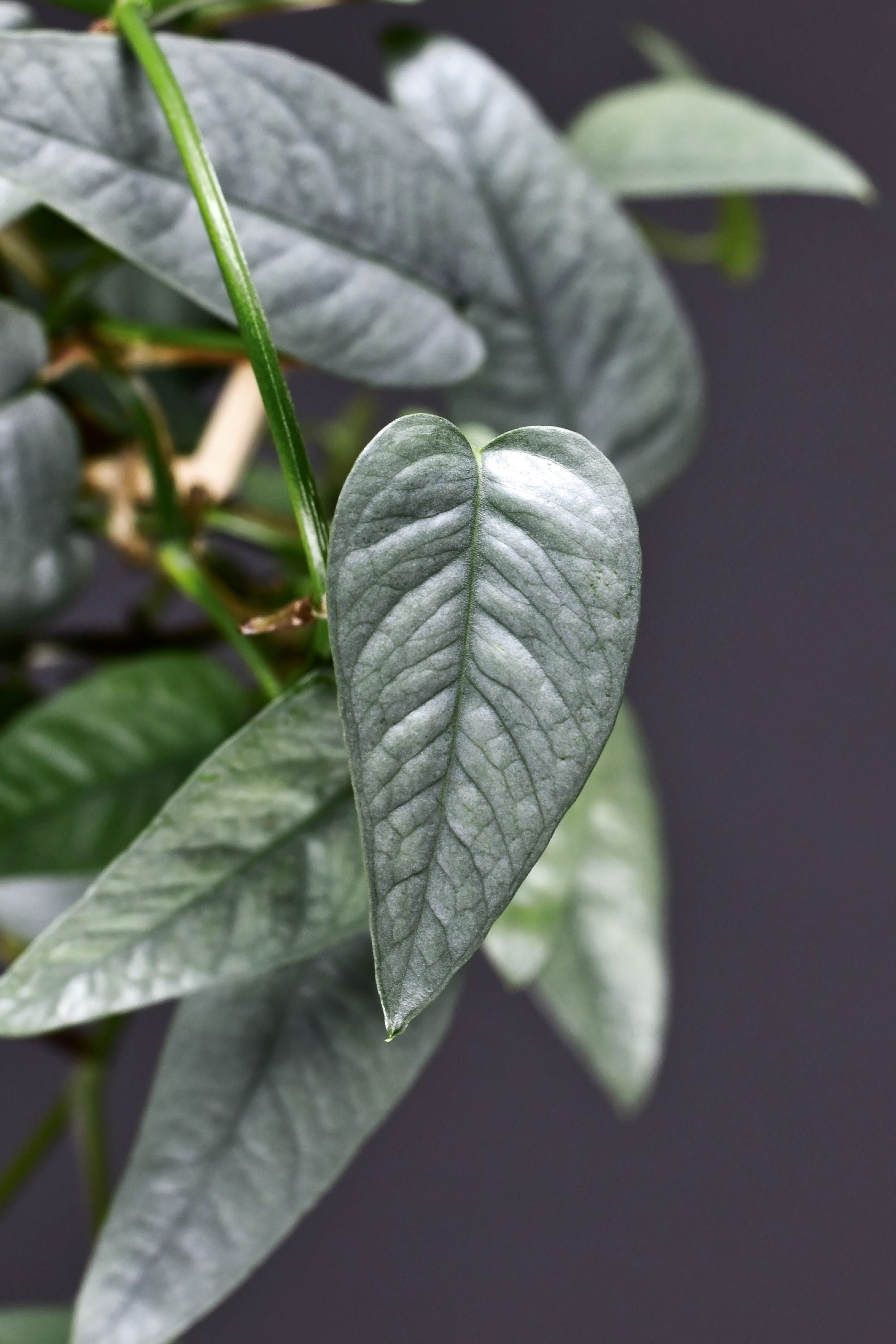 A close-up view of a vining satin pothos, also known as EPIPREMNUM PINNATUM CEBU BLUE, against a purple background. The silvery-green triangular leaves of the plant are distinctly visible and stand out against the contrasting purple background.