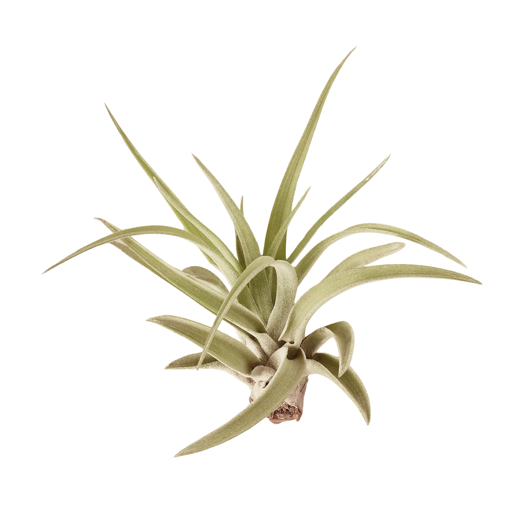 air plant velutina Tillandsia Air Plant Veluntina | Indoor Plant