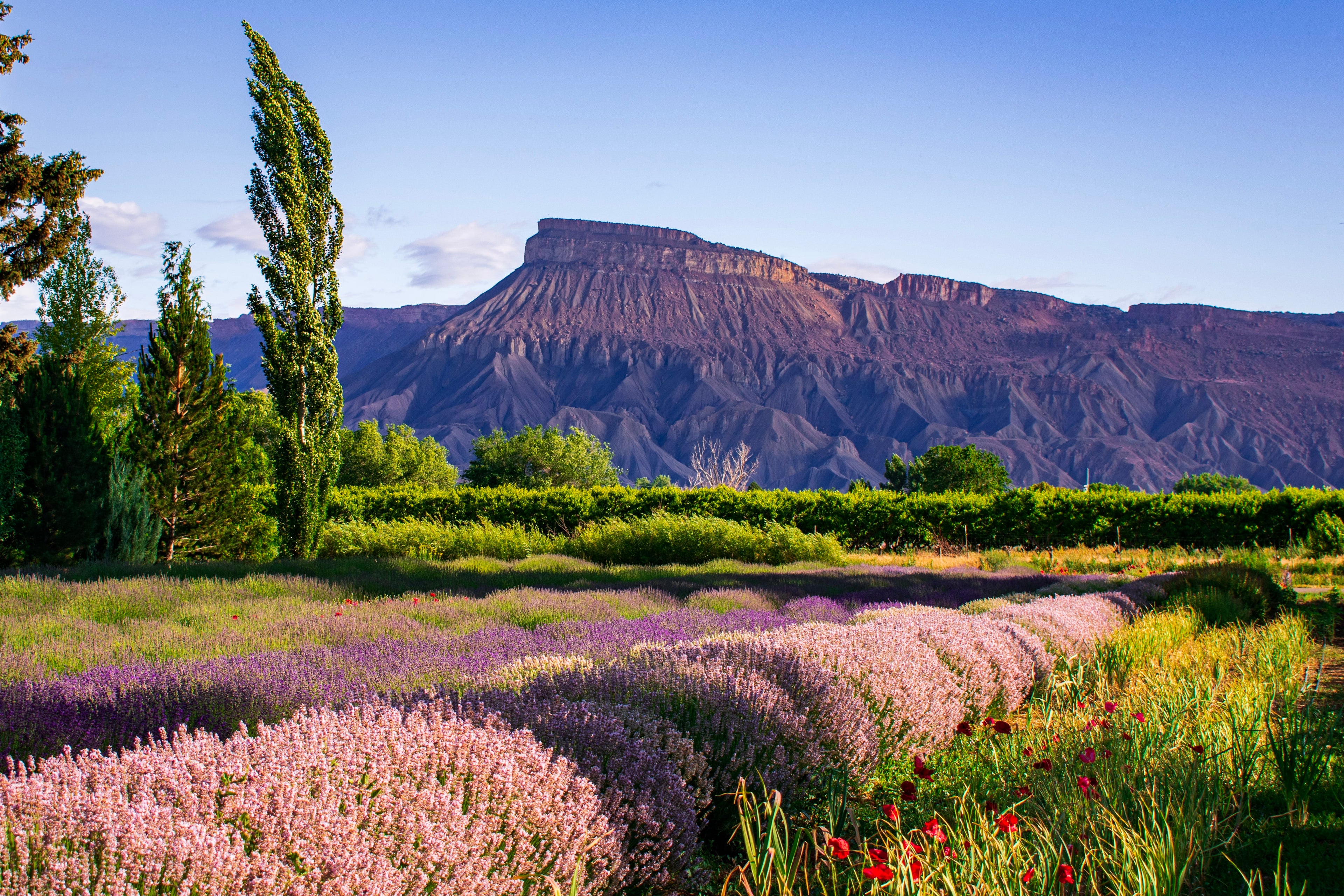 Mount Garfield in Grand Junction, Colorado, with vibrant lavender fields and lush greenery in the foreground under a clear blue sky.