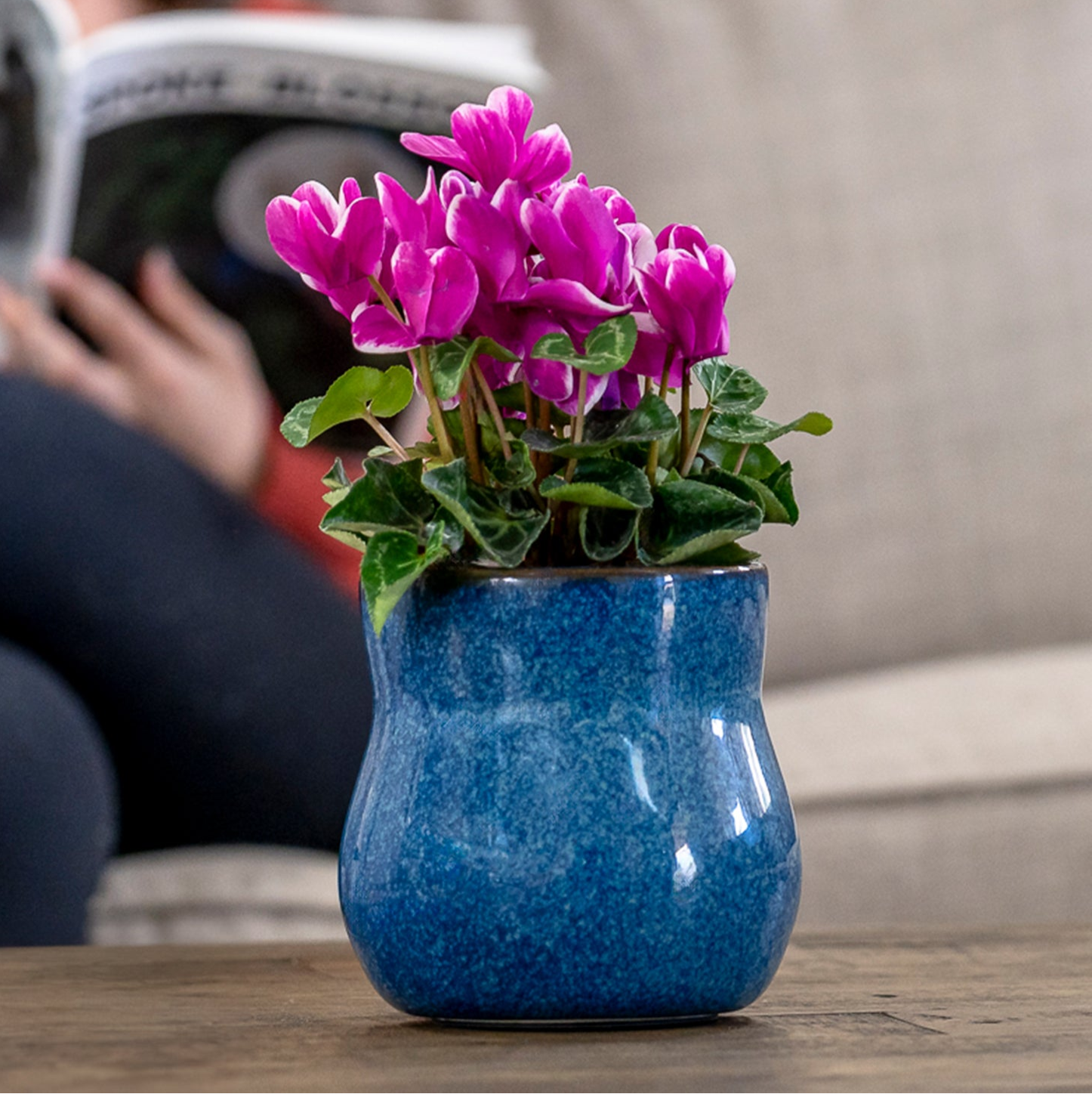 A vibrant pink cyclamen plant blooming in a glossy, speckled &