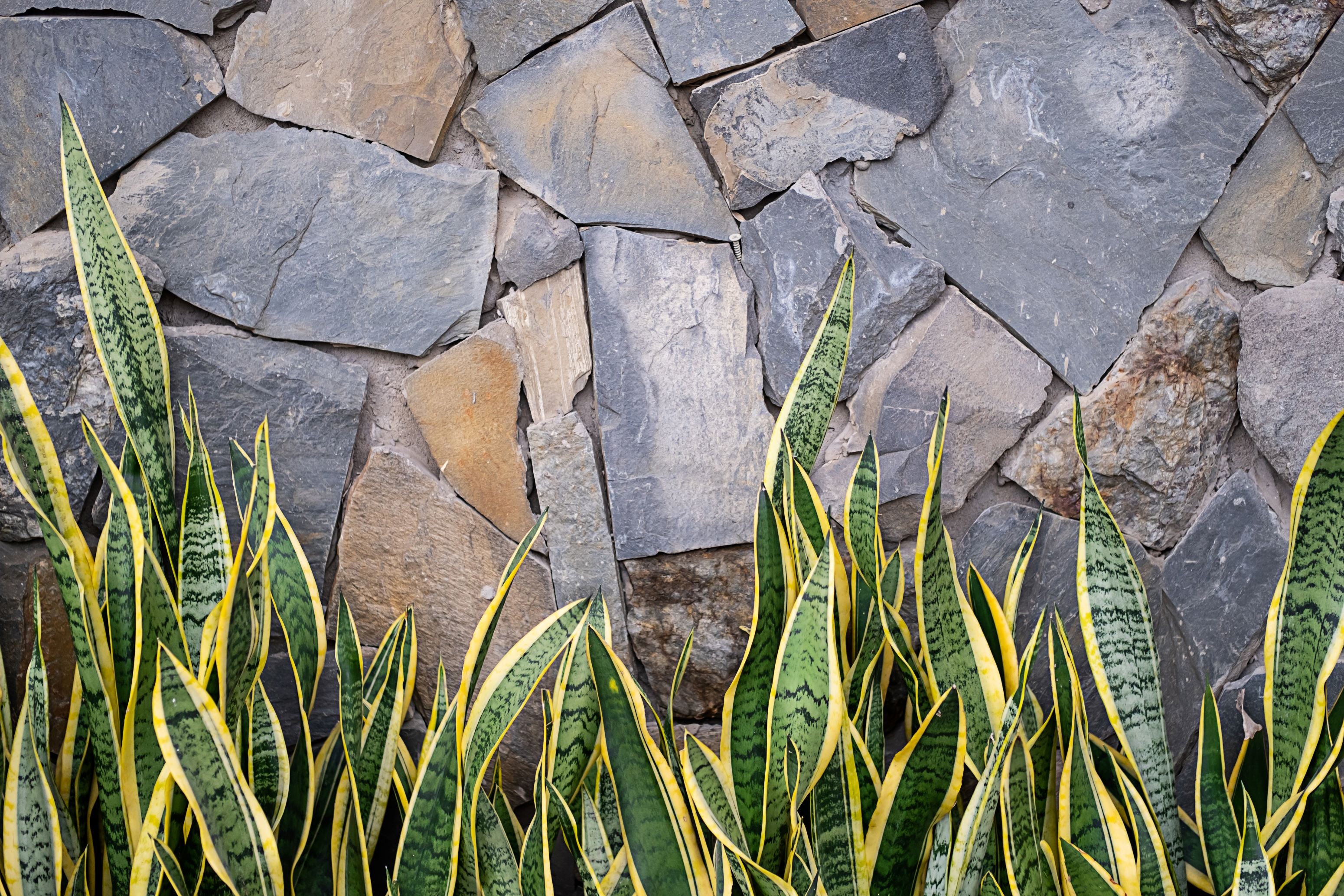 Dracaena trifasciata 'Laurentii' snake plant with vivid yellow stripes grown upward in front of a stone paver wall.