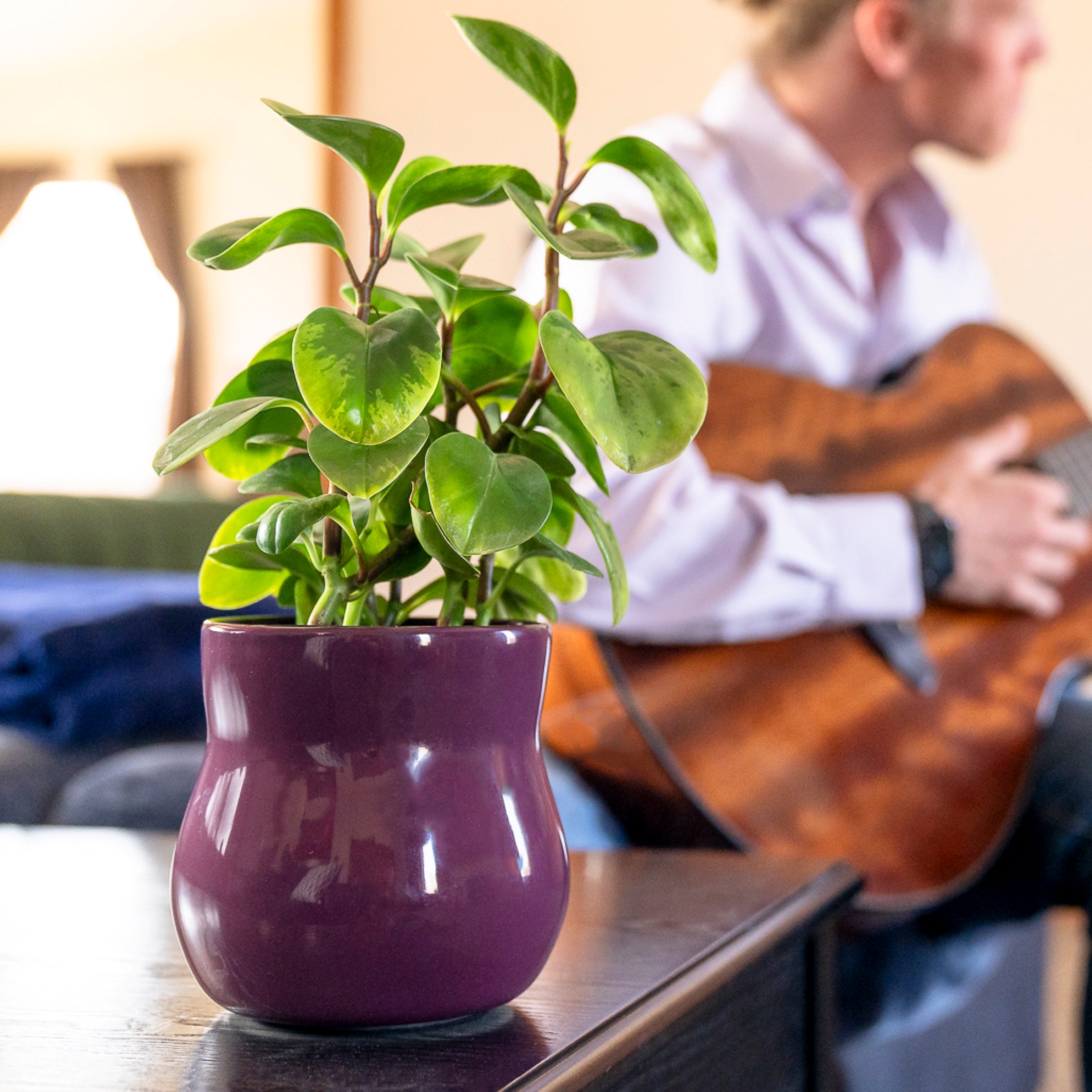 Violet purple curvy plant pot on a black side table with a peperomia houseplant inside. In the background, a man wearing a light purple casual button-up shirt plays a wooden guitar.