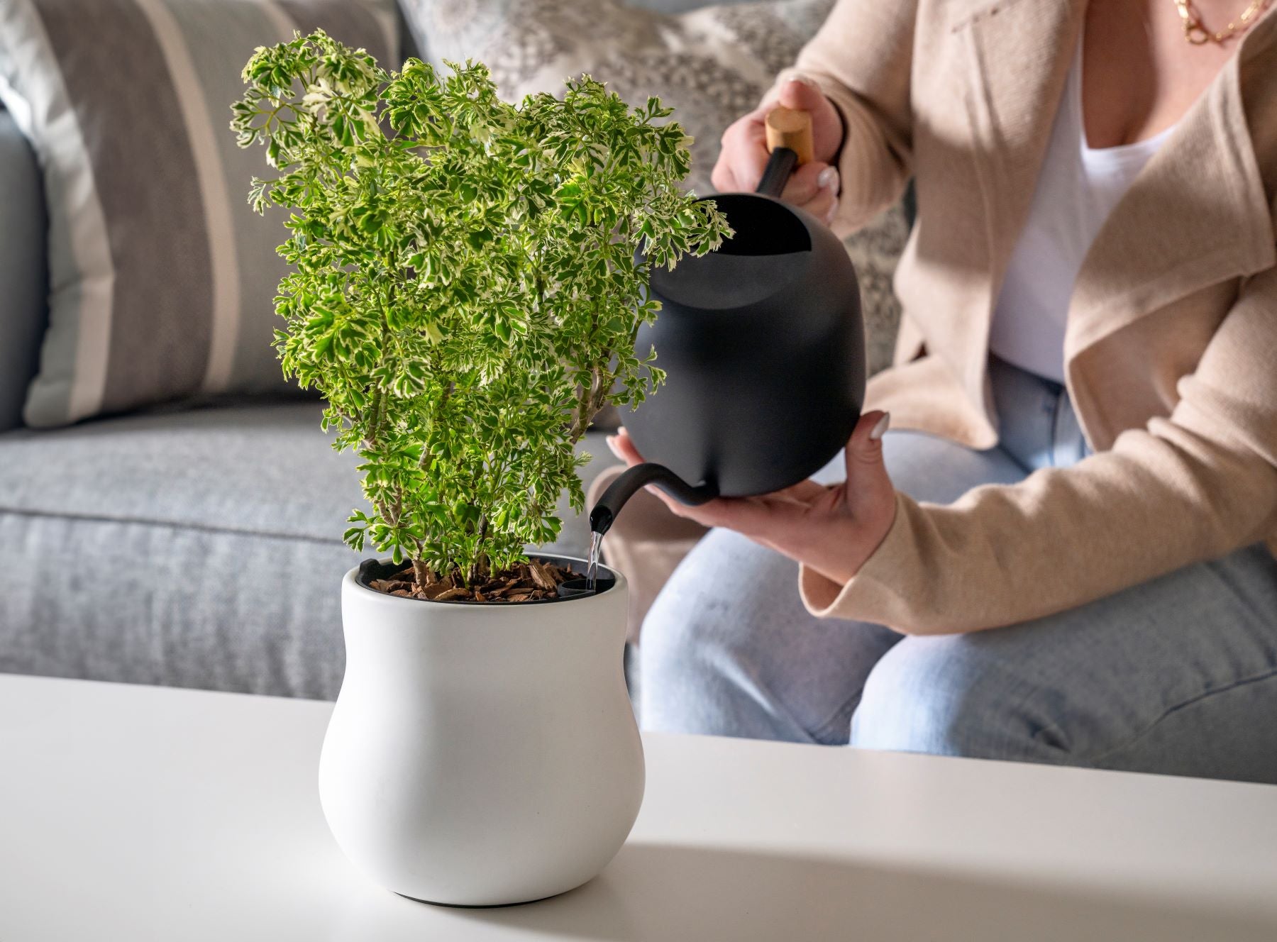 A close-up of a white Happy Roots pot holding a vibrant variegated Ming Aralia, as water is carefully poured into the side funnel from a sleek black watering can, set on a living room table.