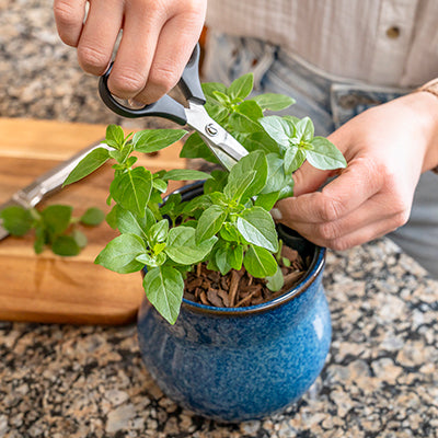 Woman's hands cutting basil with small black scissors on a kitchen counter next to a cutting board and knife. Basil fresh herb growing in a mottled blue curvy Happy Roots plant pot.