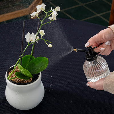 Woman's hand's with nice nails using a misting bottle to spray a white orchid with mist. The orchid is in an alabaster white curvy Happy Roots plant pot sitting on a black table cloth.