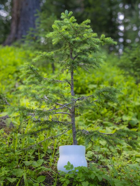 A young evergreen tree growing in an alabaster white Happy Roots Plant Pot, nestled in a lush, green forest setting. This image represents Happy Roots' commitment to planting a tree for every pot sold, showcasing their dedication to reforestation and sustainability.