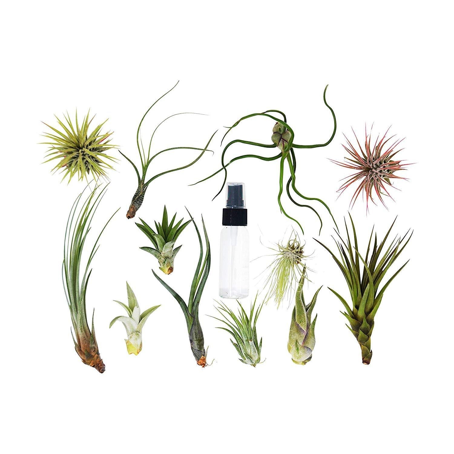 bulk air plants 20 Bulk Air Plant Assortment w/ Spray Bottle / 12 Different Plants