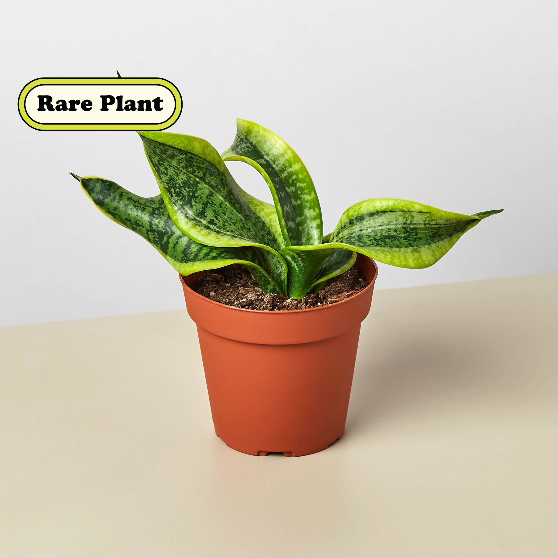 happy snake plant Snake Plant Twist Live Plant, 4" Pot
