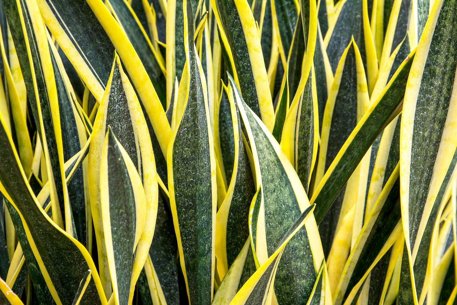 Snake Plant texture Dracaena trifasciata 'Laurentii'