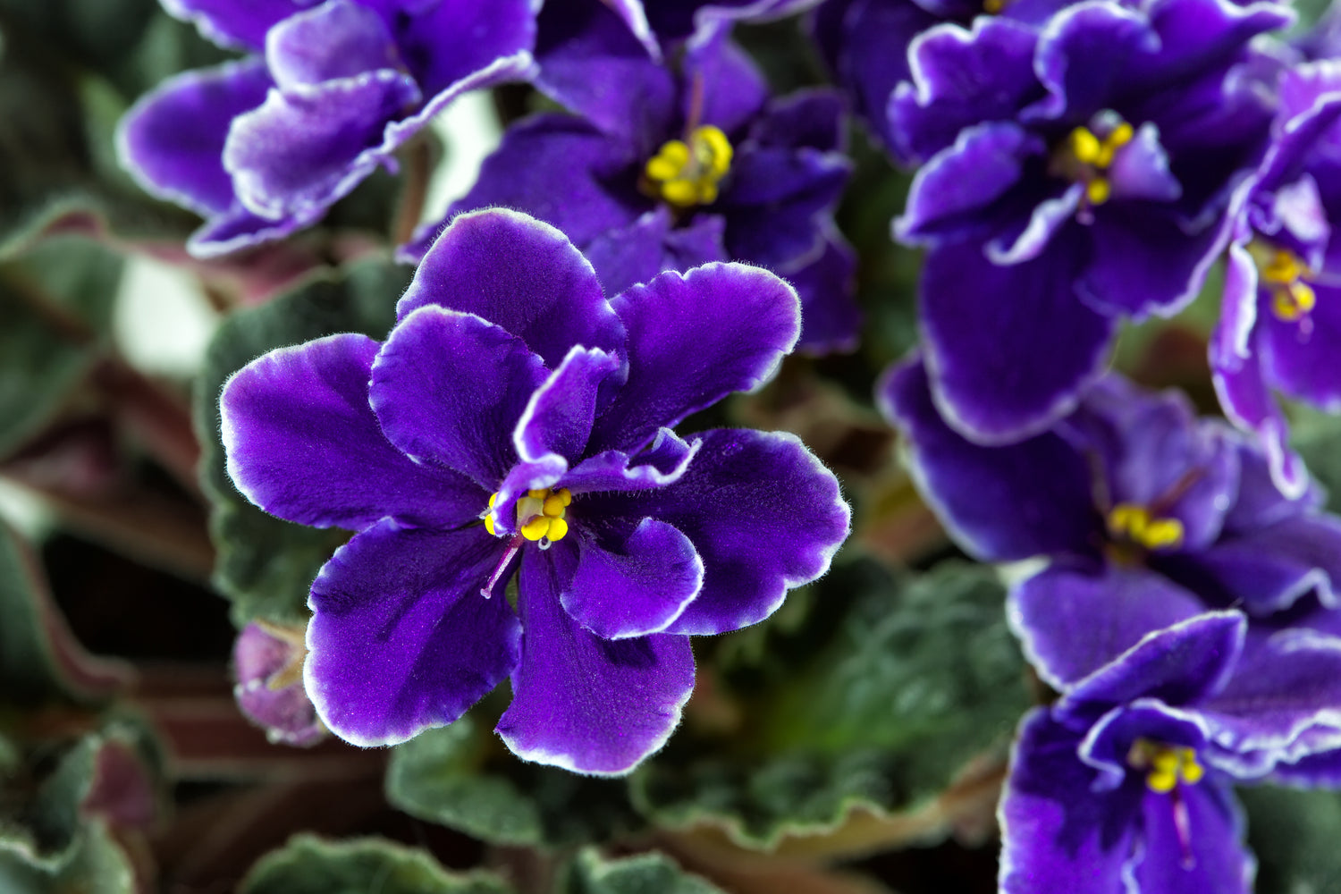 A purple African violet flower with delicate white lacy edges on the petals and yellow anthers. The flower is surrounded by other blooming heads, and the background shows the textured leaves and stems of the plant.