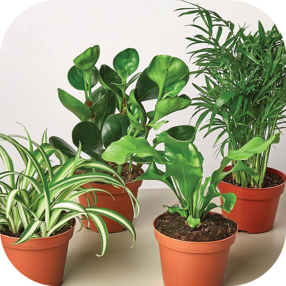 Shop Happy Roots Plants