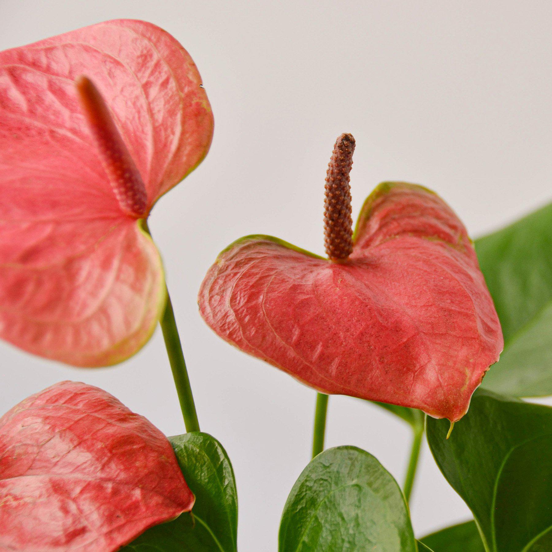 anthurium houseplant with pink Pink Anthurium Live Plant, 4" Pot