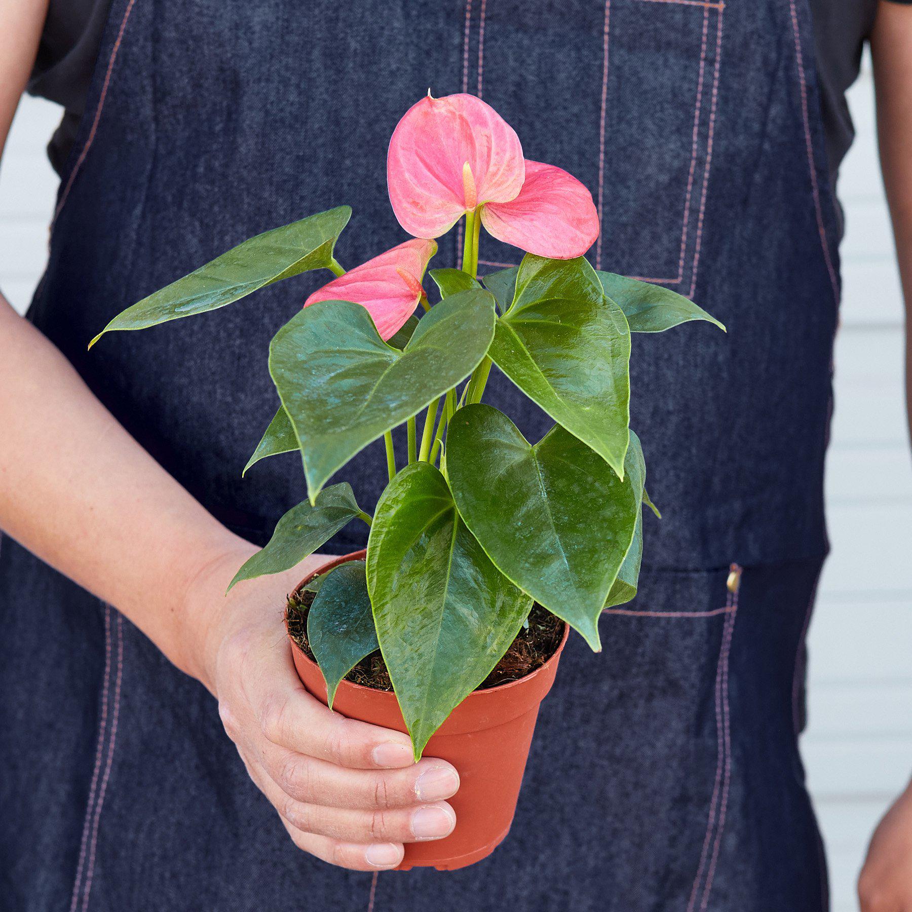 Anthurium pink lady 親株サイズ Anthurium 'Pink' – Happy Roots Supply Co.
