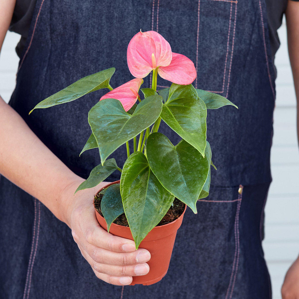 anthurium rose pale Pink Anthurium Live Plant, 4" Pot