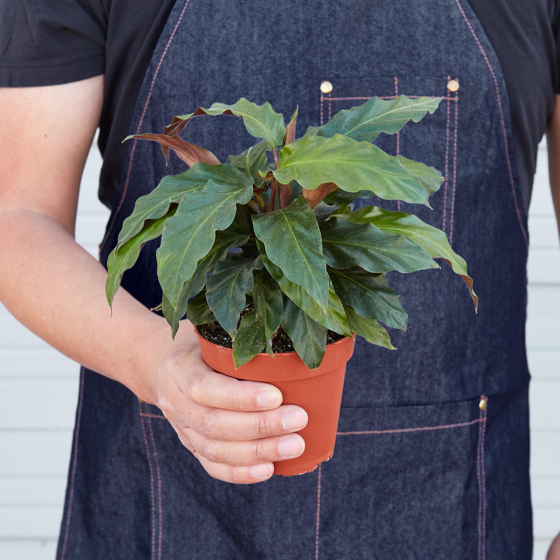 feather indoor plant The Snobby Leaf | Calathea Rufibarba 'Furry Feather' - 4 inch Pot