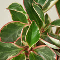 Peperomia 'Ginny'