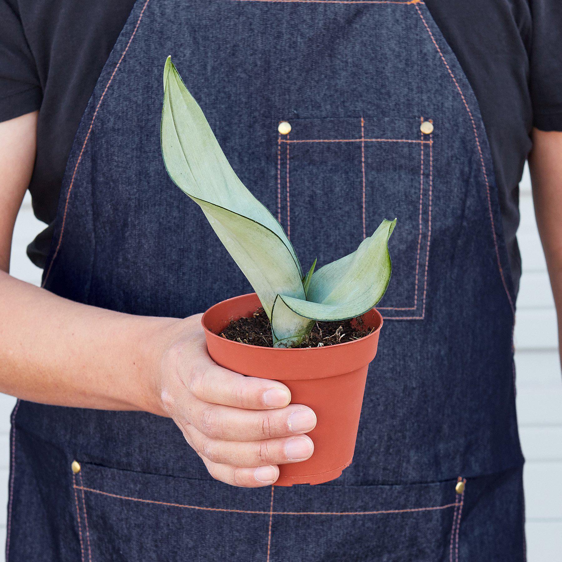 Snake Plant 'Moonshine'