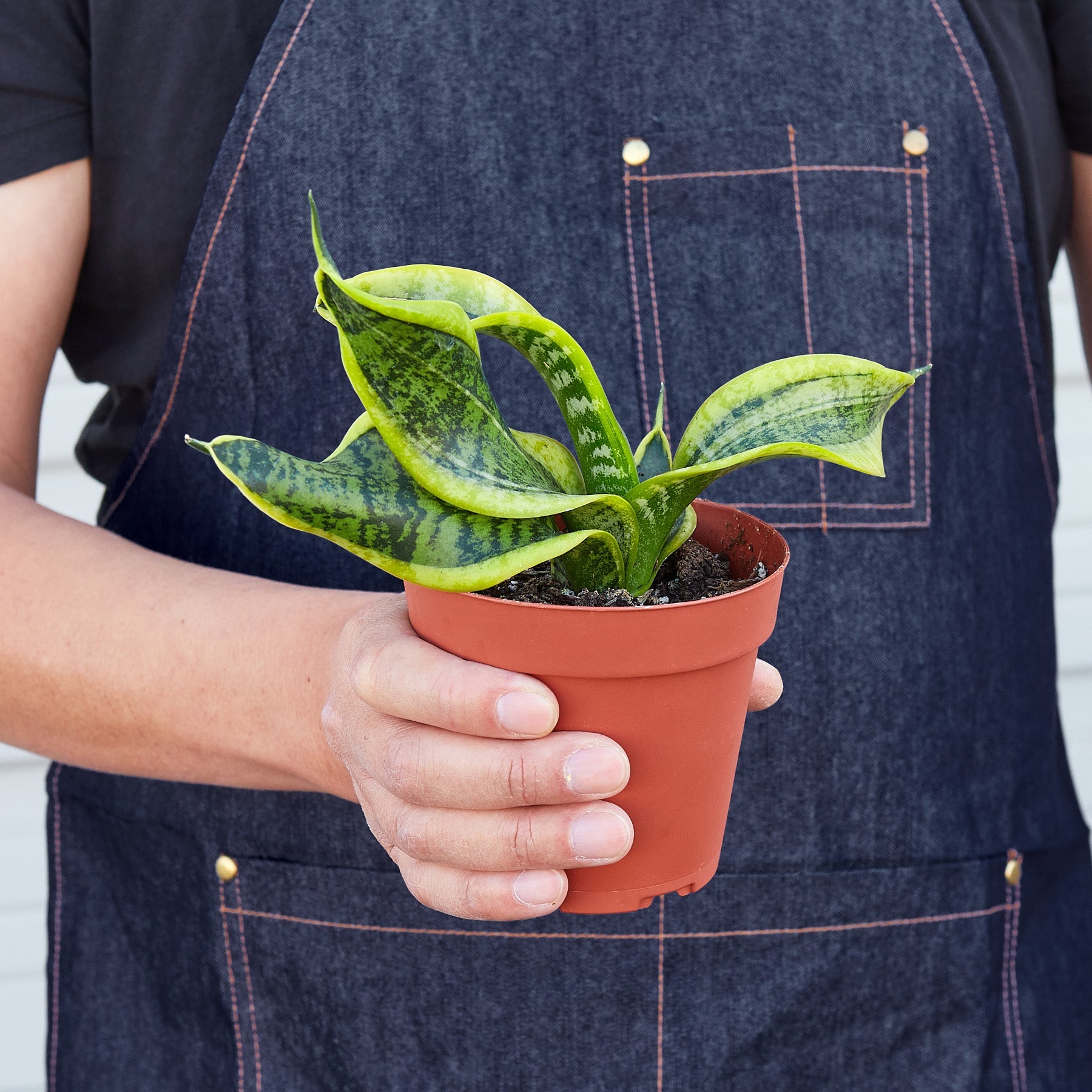 happy snake plant Snake Plant Twist Live Plant, 4" Pot