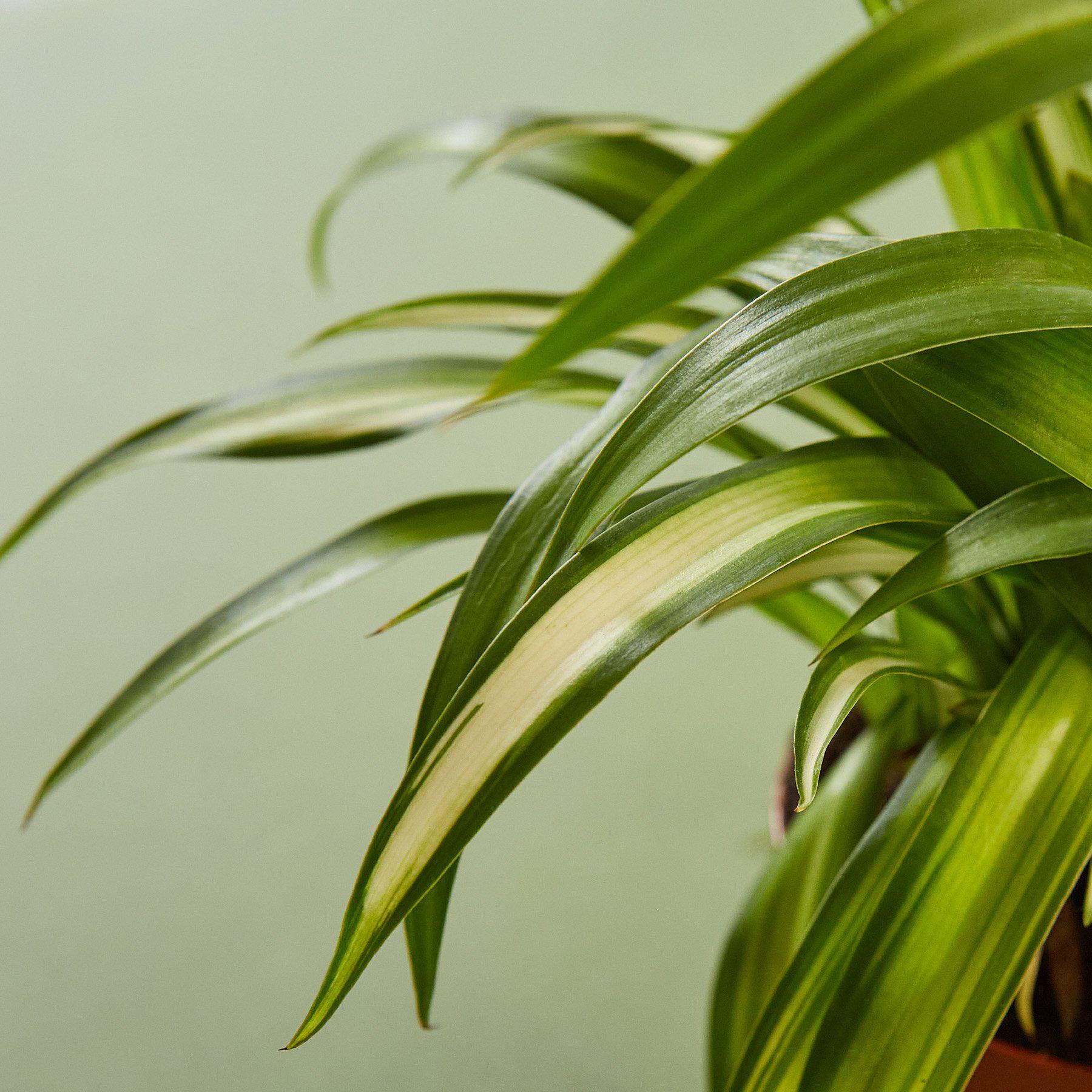 hawaiian spider plant Spider Plant 'Hawaiian' 4" Pot