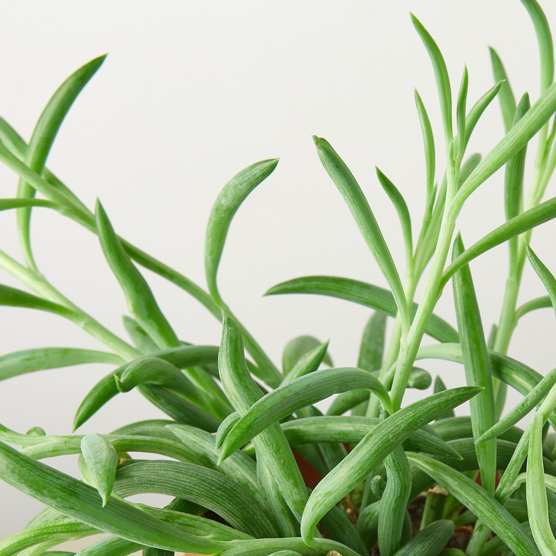 fishhook succulent Succulent Senecio Succulent 'Fish Hooks' 4" Pot / Nursery Pot