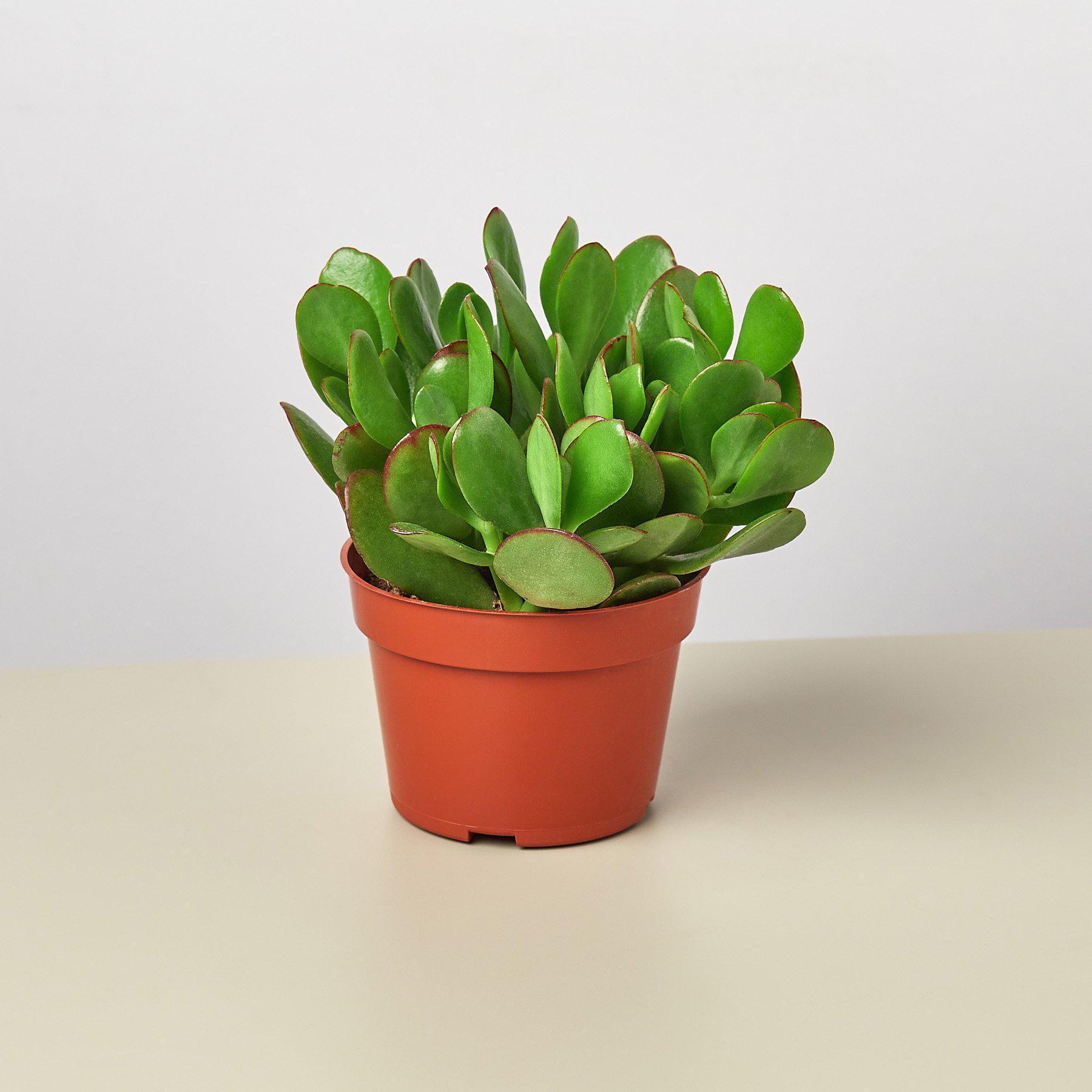 happy jade plant Succulent Crassula 'Jade' 4" Pot