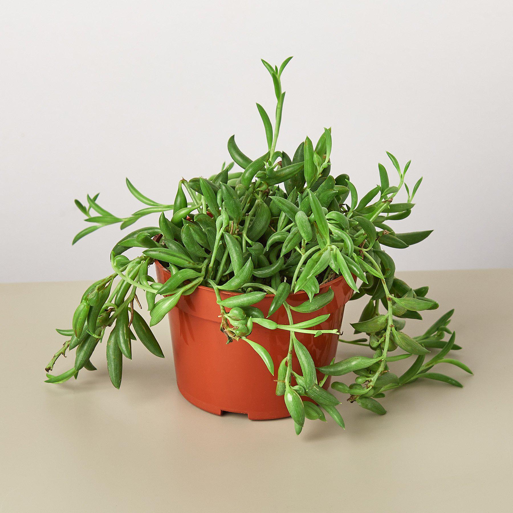 string of beans plant succulent Succulent 'String of Bananas' 4" Pot