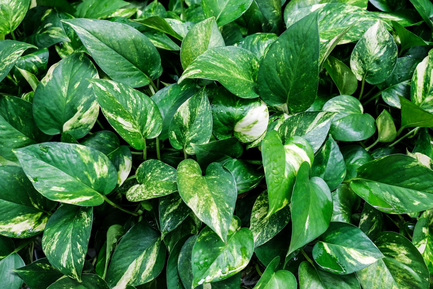 A close-up view of the leaves of a Golden Pothos or Epipremnum aureum houseplant, featuring full green leaves with yellow and white variegation, spreading across the ground.