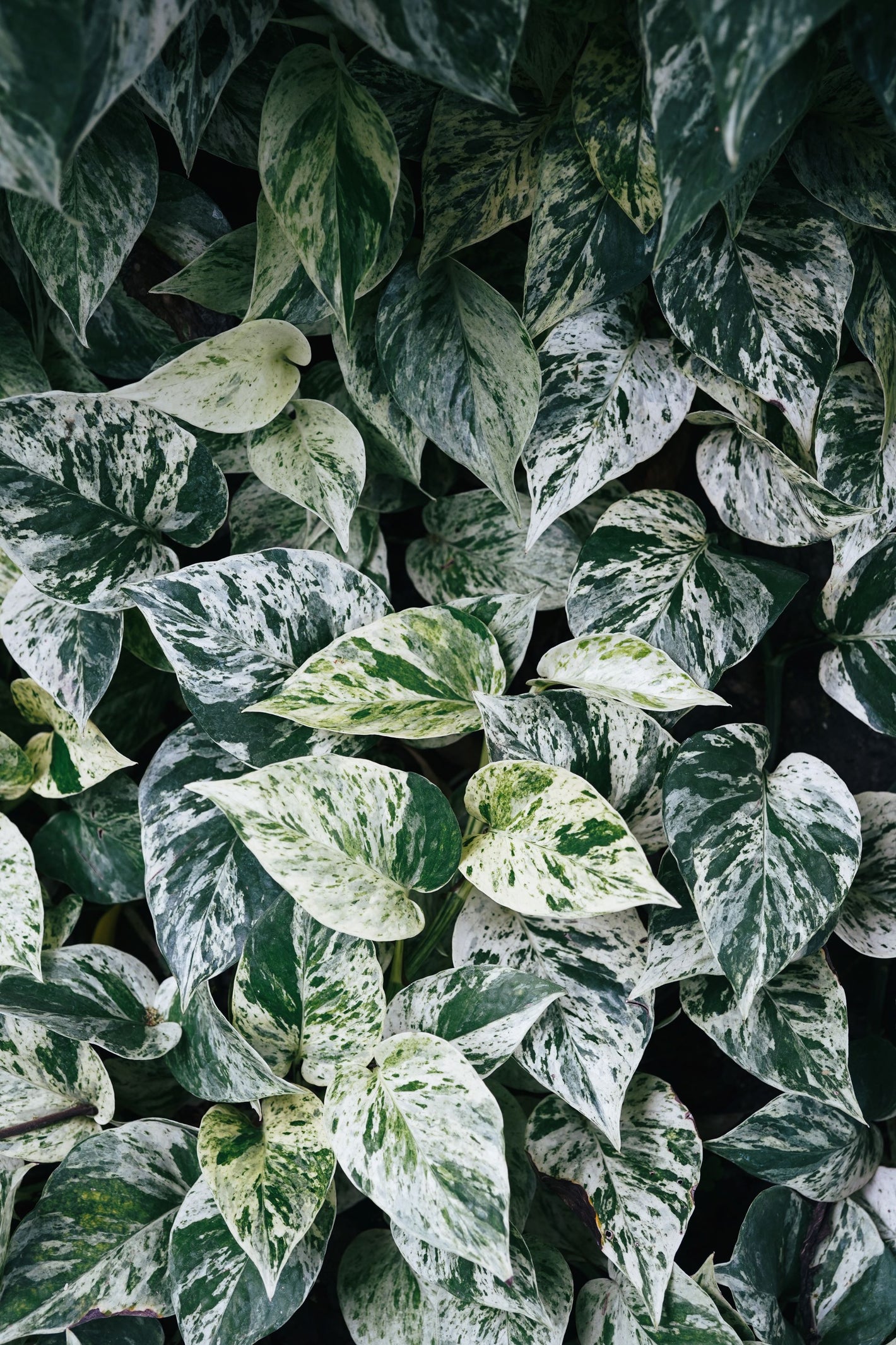 Groundcover of heavily white variegated pothos leaves with speckles of green, creating contrast against the white leaves. The leaves appear lush and healthy, and the gentle sunlight illuminates them, highlighting their unique pattern. The darkness between the leaves adds depth and visual interest to the composition.