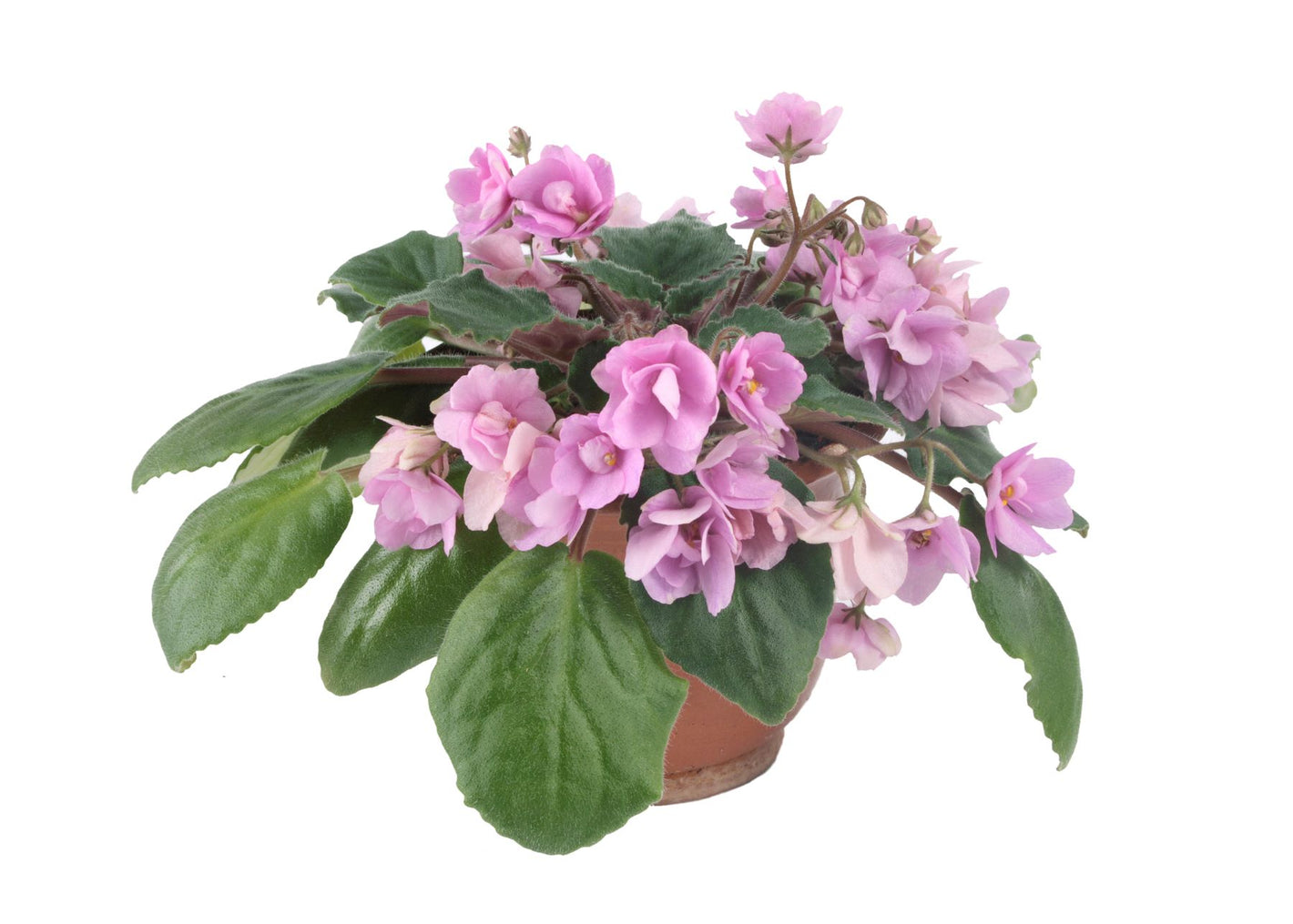The image features a drooping pink African violet with many clustered blooms.