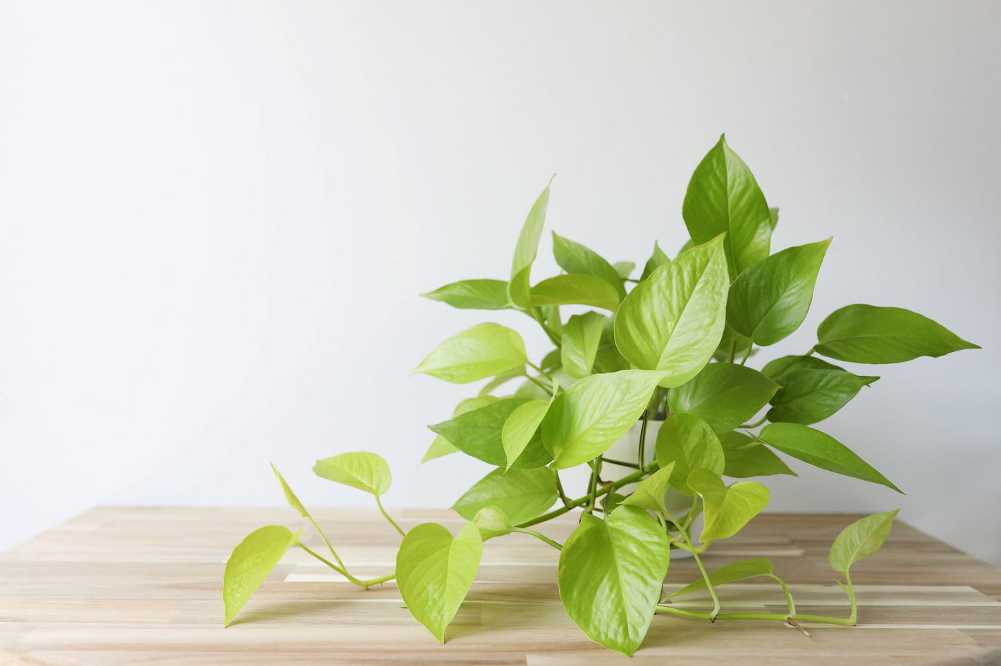 A vibrant neon pothos plant in a white pot, placed on a pine table against a white background. The leaves of the plant are bright and single-toned, but fade from a lime green color in the back of the plant to a citrus yellow in the front where new leaves vine down in front of the Epipremnum aureum plant.