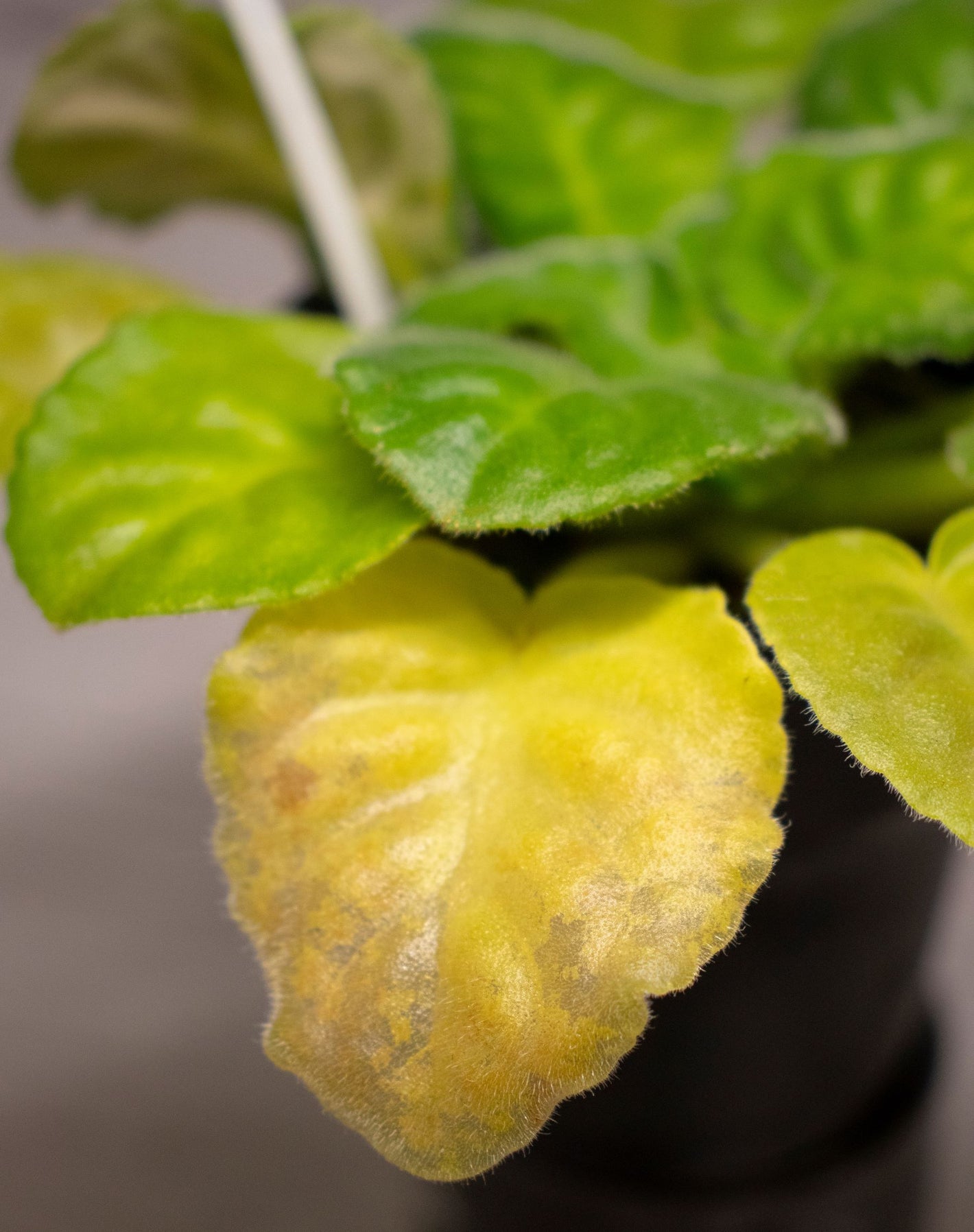 The image shows a yellow leaf of an African violet plant, with other nearby leaves also turning yellow due to overwatering 