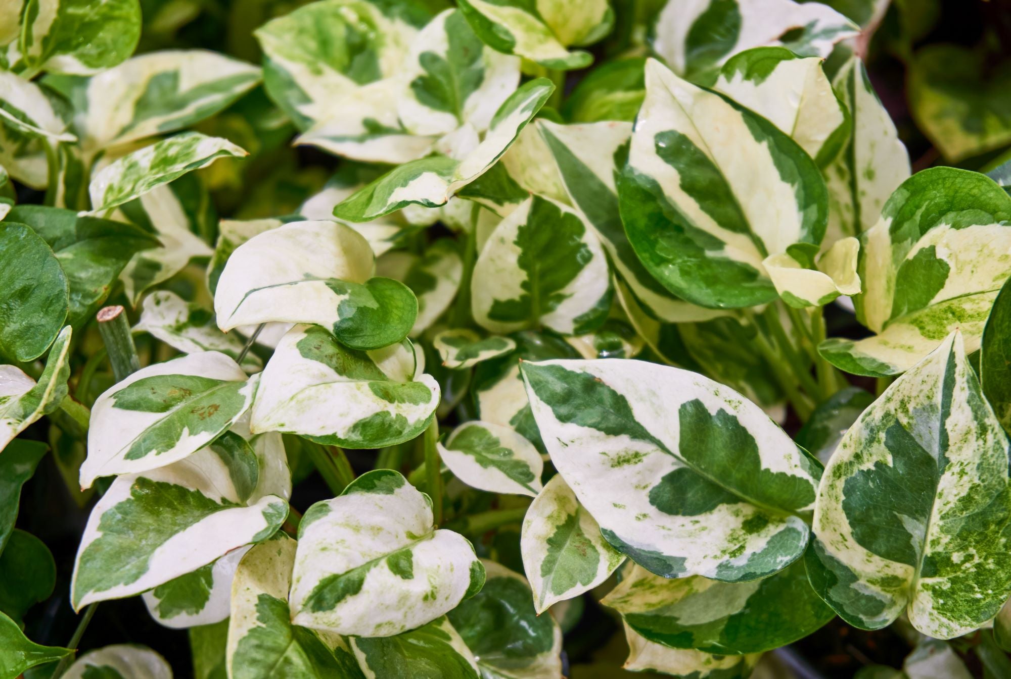A beautiful ground cover of a pearls and joy pothos plant, featuring unique green and white variegation and speckled leaves. The pothos leaves appear lush and healthy.
