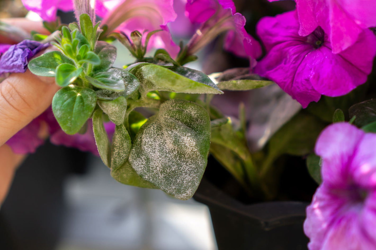 The image depicts a plant covered in white, powdery mildew that has been caused by excessive humidity. The plant is being removed to prevent contamination.