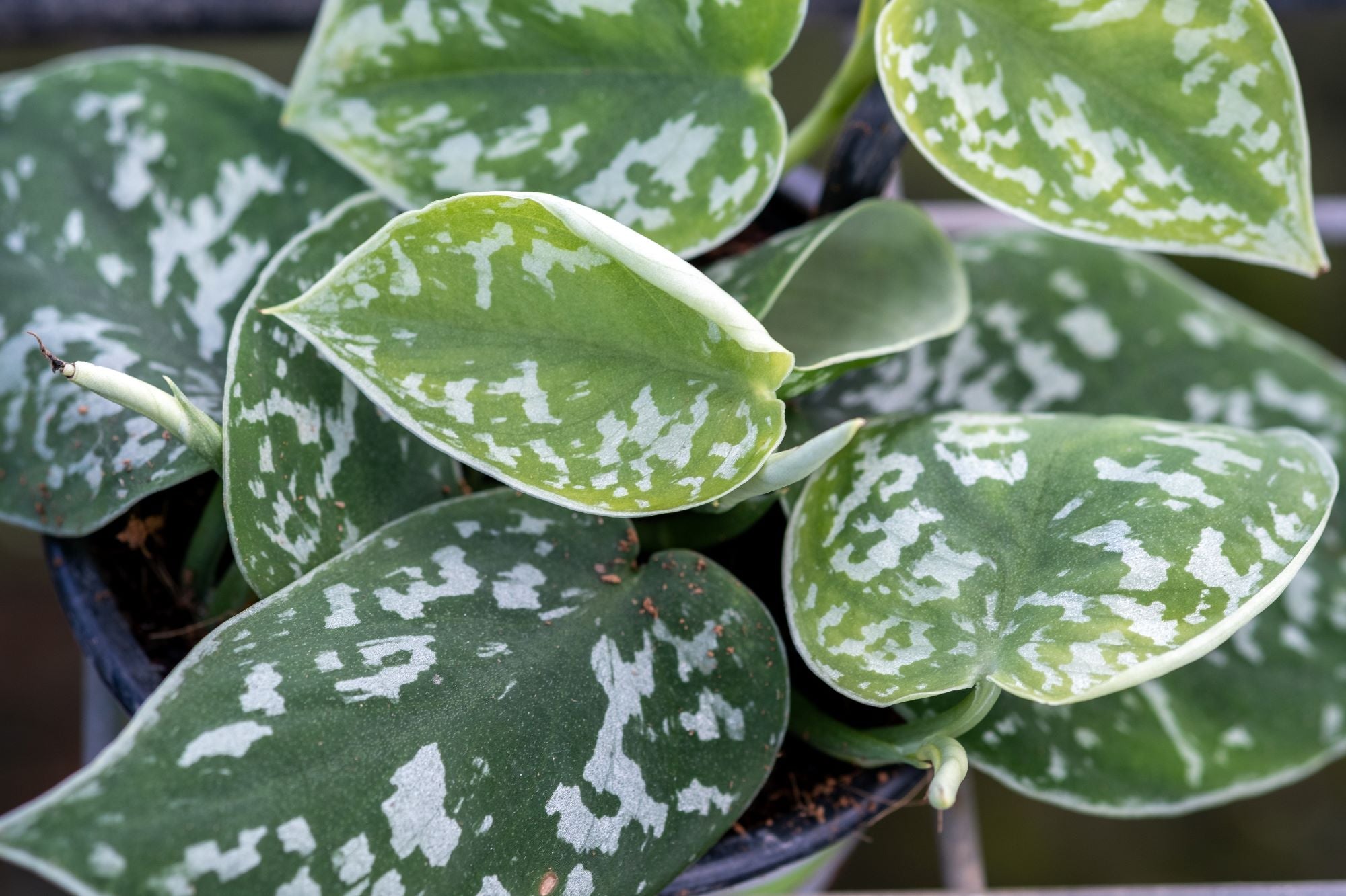 A close-up photo of a Scindapsus pictus, also known as a satin pothos, in a nursery pot. The plant has a fresh new leaf unfurling and some dirt on its leaves. The sunlight highlights the texture and color of the leaves.