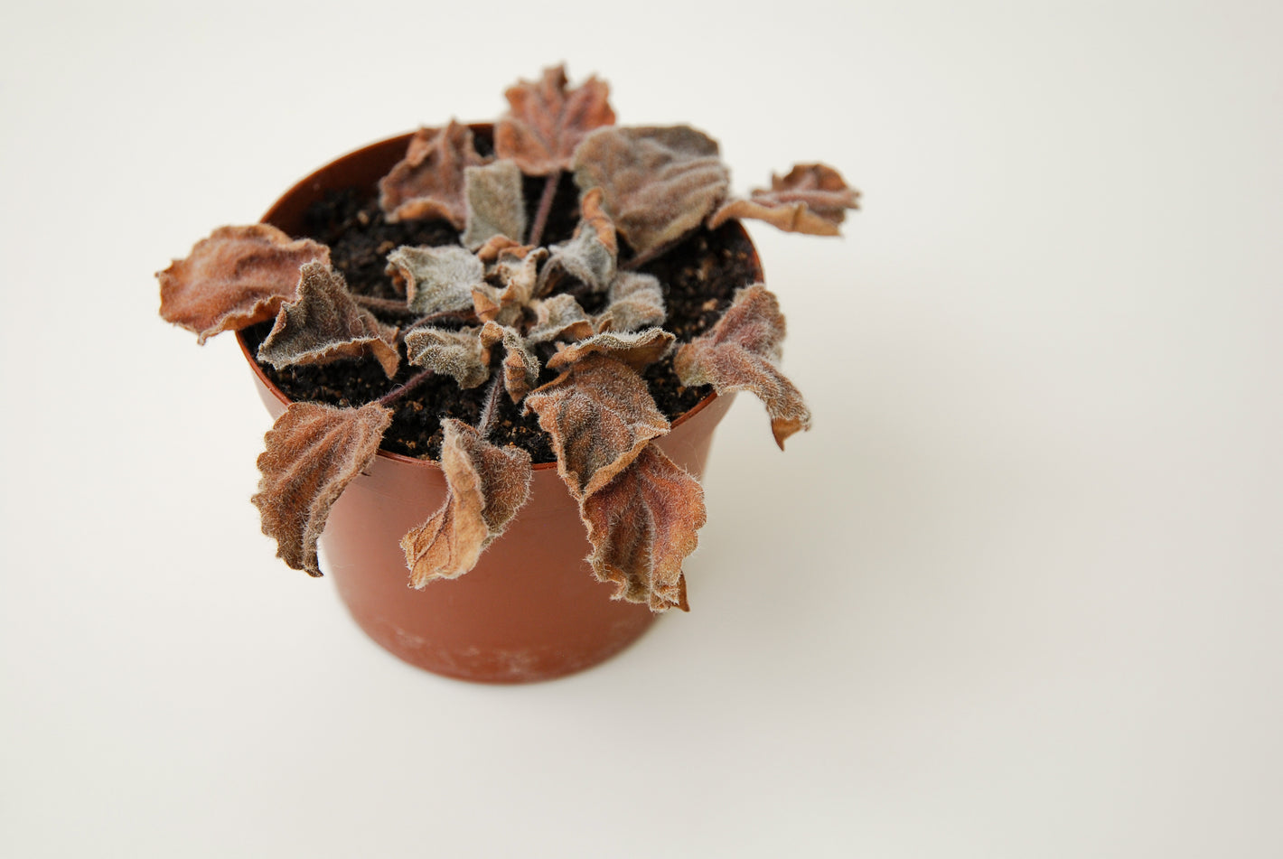 The image shows a dead African violet plant in a nursery pot placed on a white background.