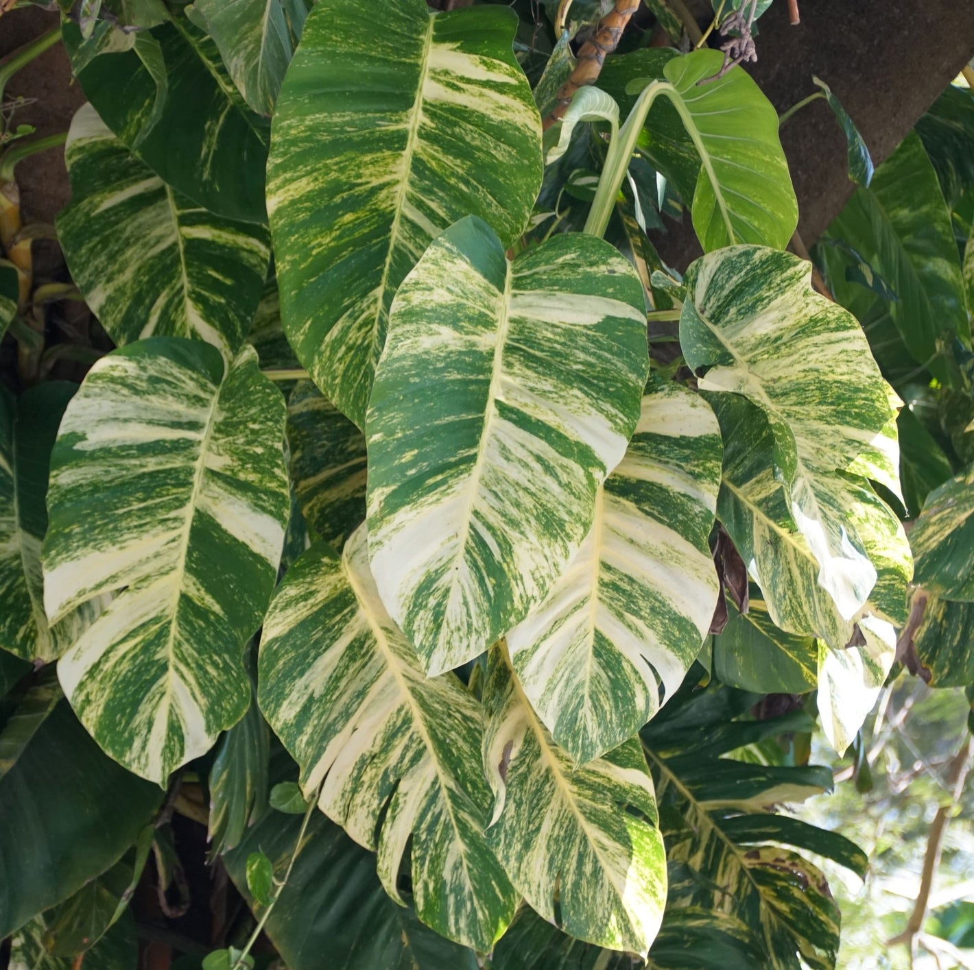 A photo of a massive Hawaiian pothos with striking yellow variegations, climbing up a tree trunk. The sunlight illuminates the vibrant colors and patterns of the leaves.