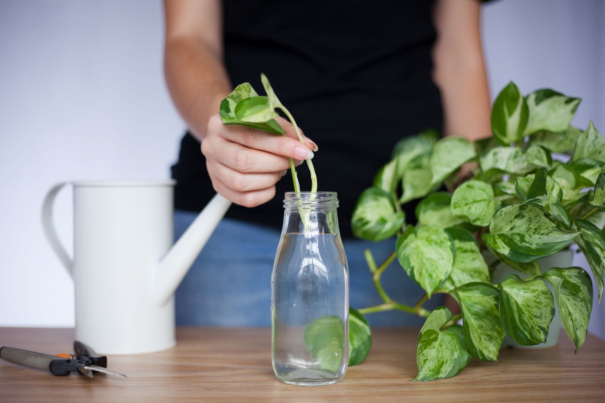 An image of a woman propagating a pothos plant. She holds a cutting in a jar of water, recently cut from a marble queen pothos to her right. A watering can and shears are visible in the photo.