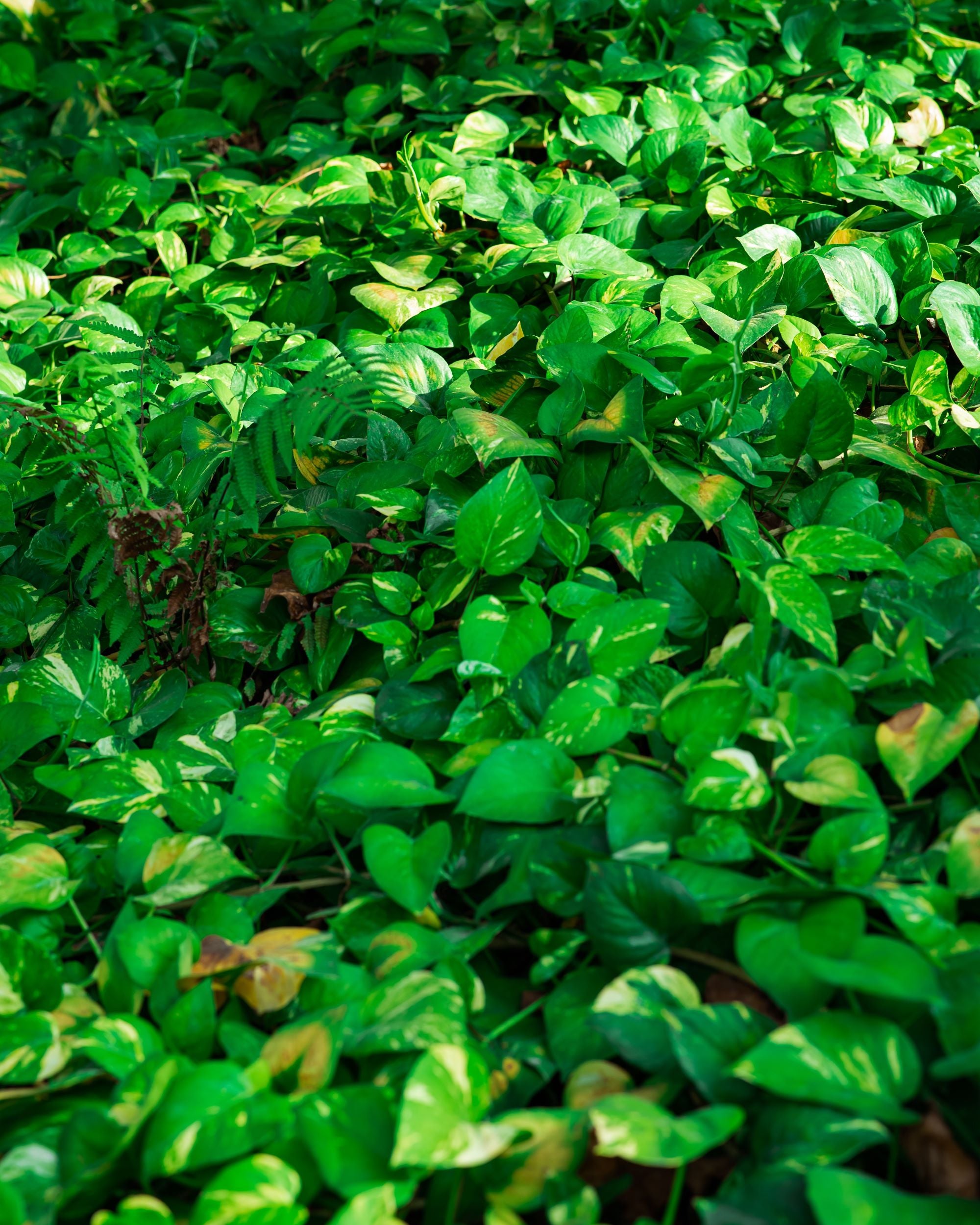 Golden pothos or Epipremnum aureum ground cover growing in a jungle with sunlight streaking across the leaves. Some leaves show signs of sunburn with yellow and brown spots.