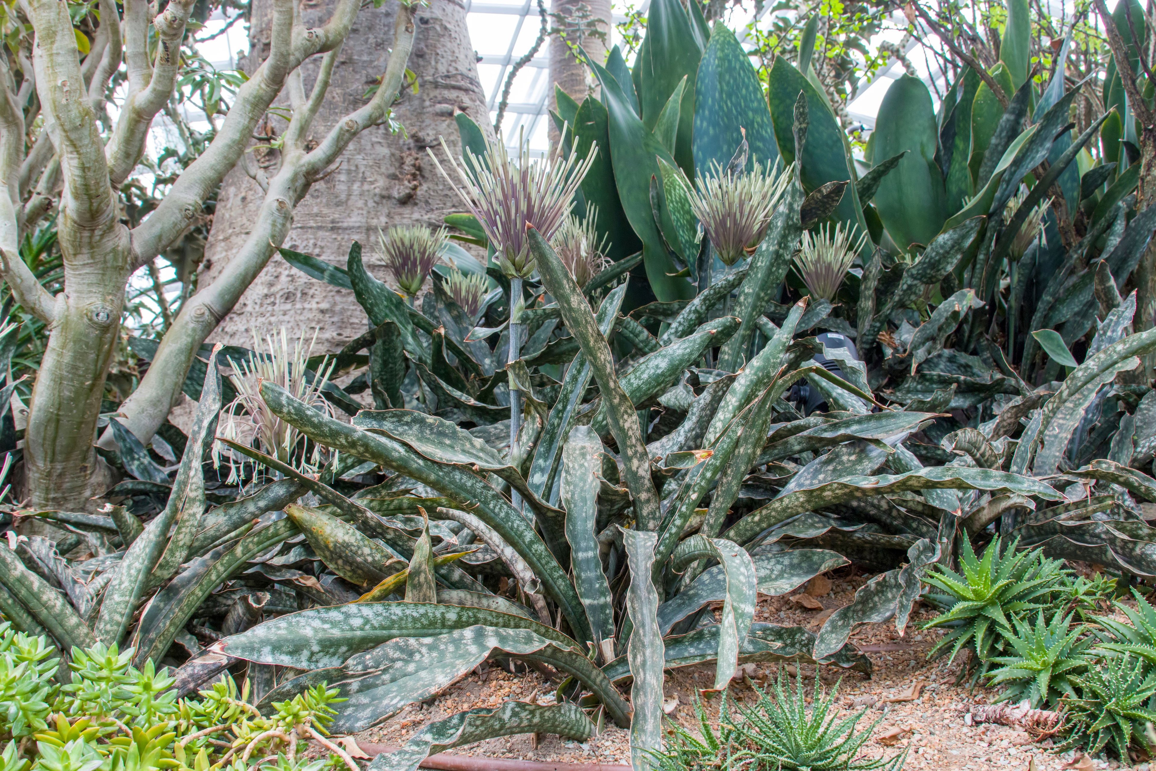 Photo of a snake plant outdoors in an African tropical environment, featuring mottled leaves and large blooming clusters.