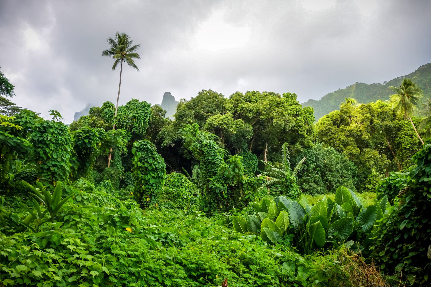 A tropical rainforest jungle landscape with grey and dark blue skies, indicating an approaching storm. The wind is blowing, causing a mist to form and increasing the humidity in the air. The jungle is lush with layered tropical plants, including pothos, growing on top of each other. The dense foliage creates a layered effect with groundcover, vines and trees visible.