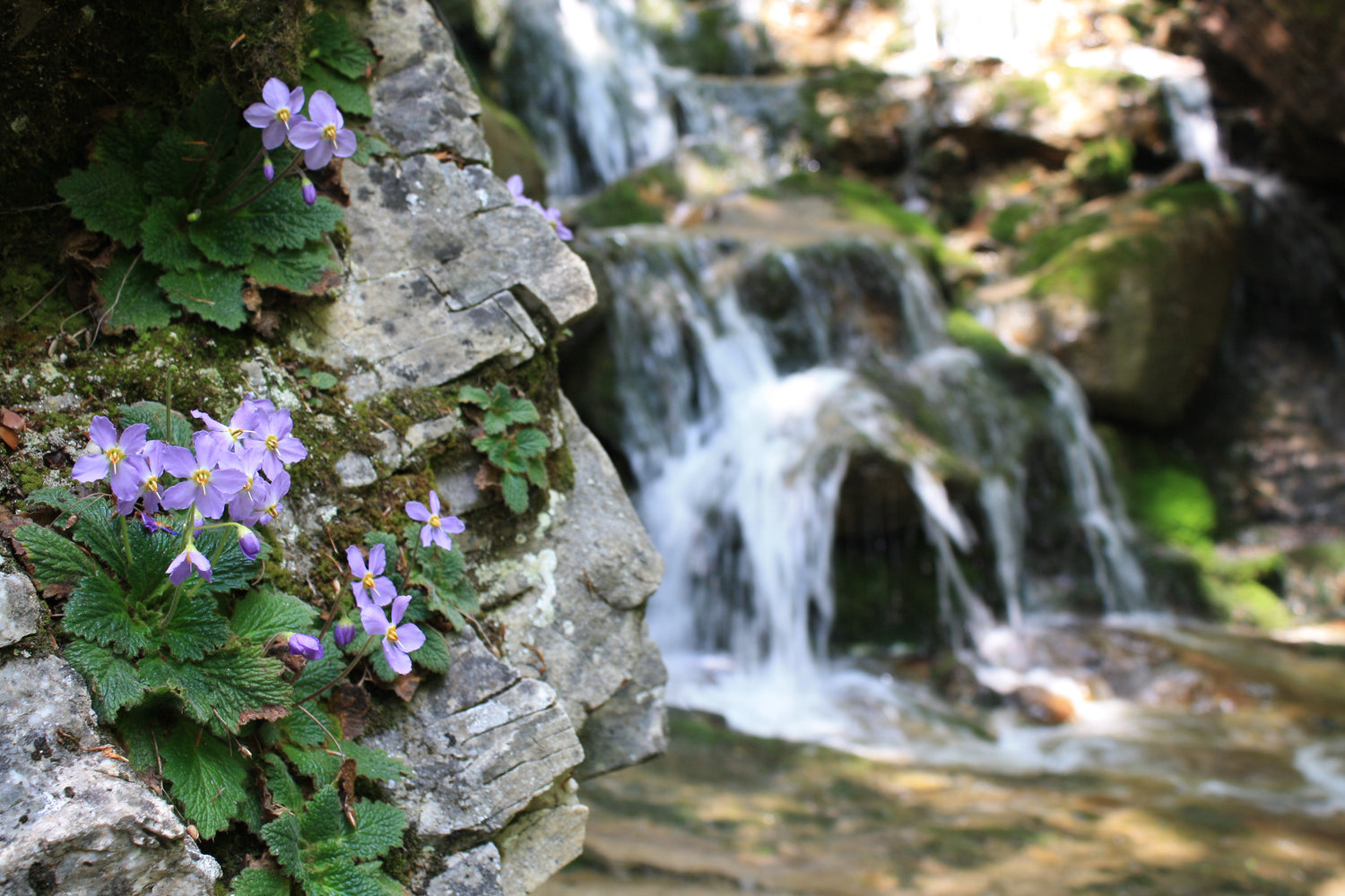 Wild light-colored violets growing on a rocky cliff wall with a waterfall visible in the background. The area is shaded and humid, with moss growing on the rocks.