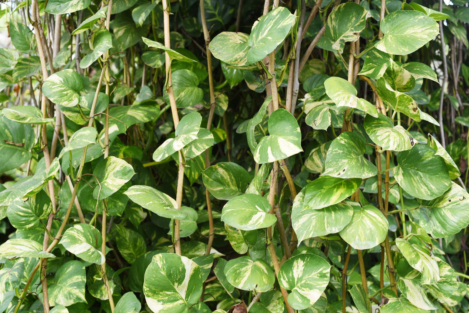 A large Hawaiian pothos vine with green and yellow variegated leaves climbing in a thick wall of vines. The plant basks in bright indirect sunlight, which illuminates the leaves, making them appear vibrant and lush.