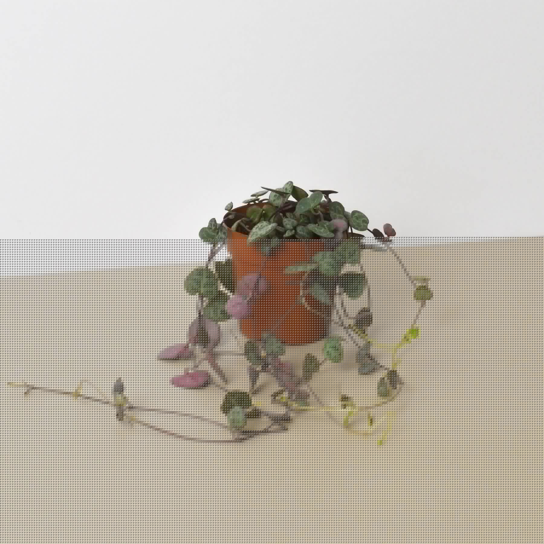 Succulent 'String of Hearts'