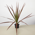Dracaena 'Colorama'